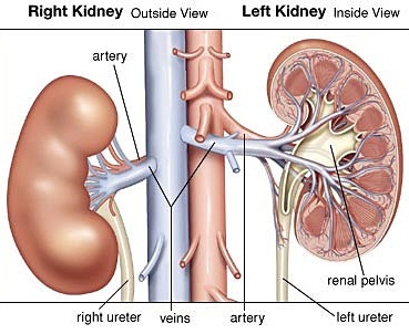Can a person live a normal life with just one kidney?