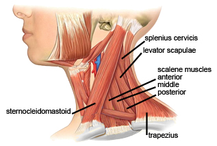 Image result for neck muscles images