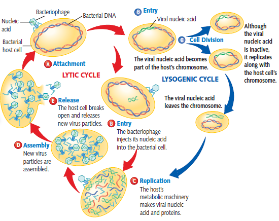 How do bacteria replicate?