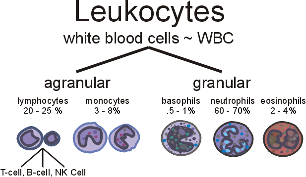 What is a white cell count?