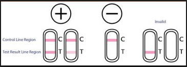 Pregnancy Test with One Line or Two, What Does It Mean ...