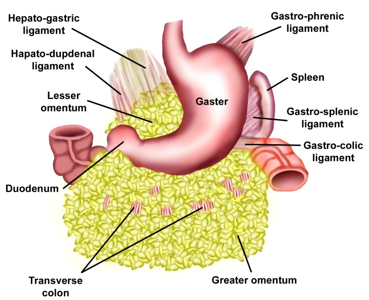 Omentum