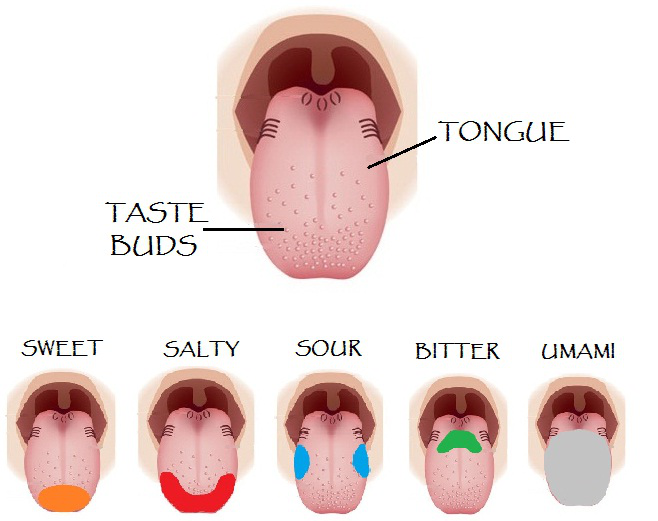 Image result for taste buds