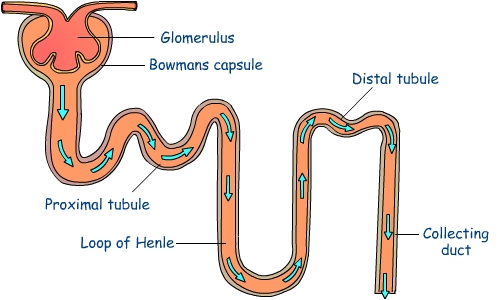 what-are-the-functions-of-nephron-med-health